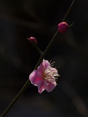 梅花-1160.jpg