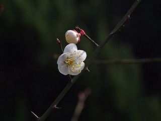 梅花-1141.jpg