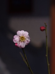 梅花-1143.jpg