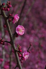 梅花-1147.jpg