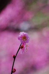 梅花-1150.jpg