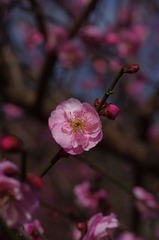 梅花-1156.jpg