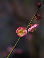 梅花-1159.jpg