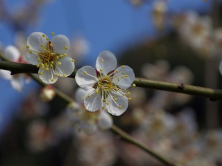 梅花-1172.jpg