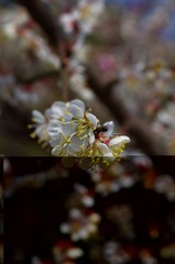 梅花-1165.jpg