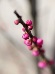 梅花-1171.jpg