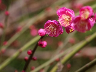 梅花-1201.jpg