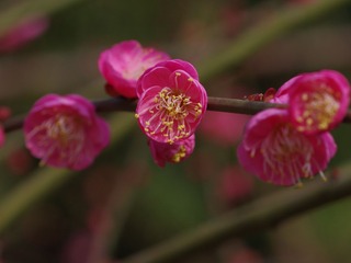 梅花-1202.jpg