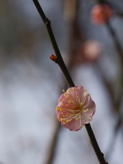梅花-1203.jpg