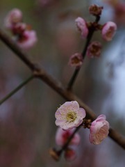梅花-1204.jpg