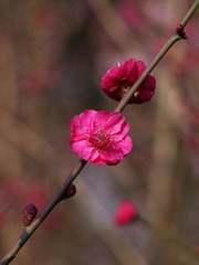 梅花-1206.jpg