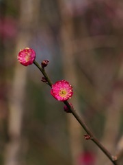 梅花-1207.jpg