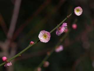 梅花-1208.jpg