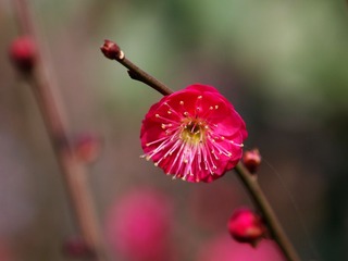 梅花-1209.jpg
