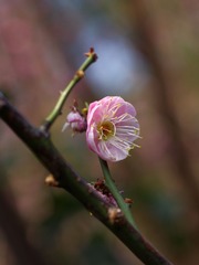 梅花-1210.jpg