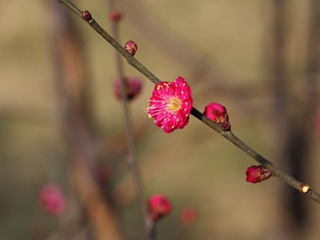梅花-1211.jpg