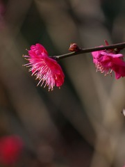 梅花-1212.jpg