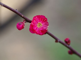 梅花-1216.jpg