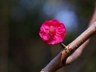 梅花-1219.jpg