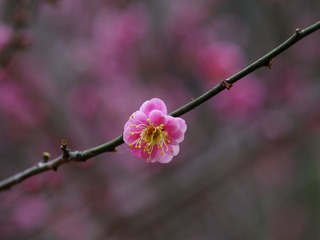 梅花-1306.jpg