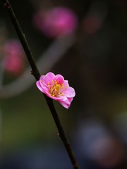 梅花-1302.jpg