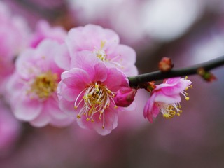 梅花-1304.jpg