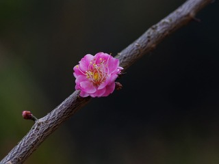 梅花-1305.jpg