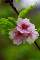 樱花-1018.jpg