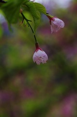 樱花-1003.jpg