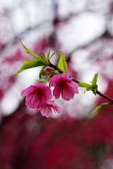 樱花-1004.jpg