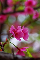 樱花-1005.jpg