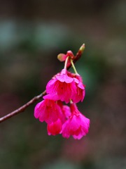 樱花-1007.jpg