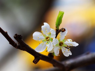樱花-1009.jpg