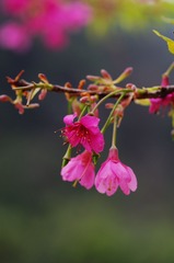 樱花-1011.jpg