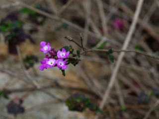 樱花-1012.jpg