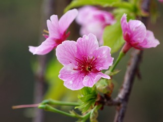 樱花-1016.jpg