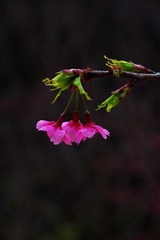 樱花-1017.jpg