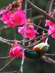 傻鸟-1004.jpg