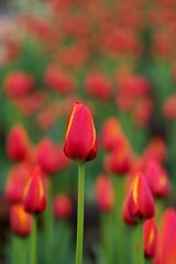 郁金香-1007.jpg