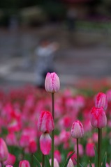 郁金香-1013.jpg