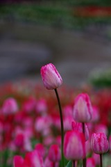 郁金香-1014.jpg