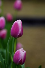 郁金香-1021.jpg