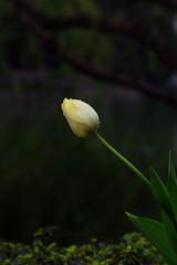 郁金香-1027.jpg