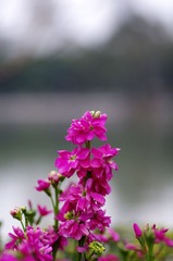 小花-1011.jpg