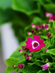 小花-1012.jpg