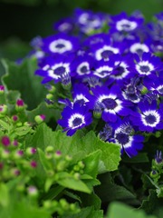 小花-1017.jpg