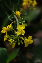 油菜花-1006.jpg
