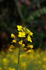 油菜花-1008.jpg