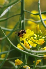 油菜花-1010.jpg