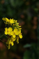 油菜花-1011.jpg